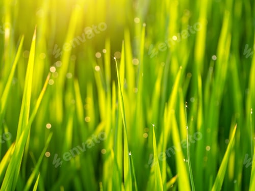 Preview: Water Drops On Rice Leaves With Sunlight.