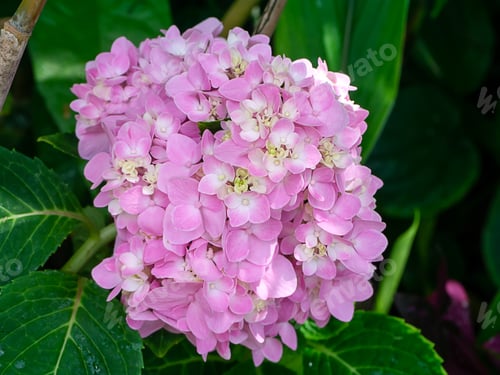 Preview: Macro Image, Close Up Pink Hydrangea Flower.