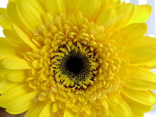 Preview: African Daisy (Gerbera) Isolated On White Background.