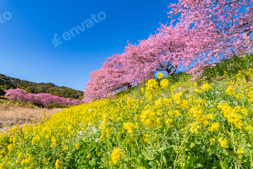 Preview: Kawazu Cherry Blossoms In Minamiizu-Cho, Kamo-Gun, Shizuoka Prefecture