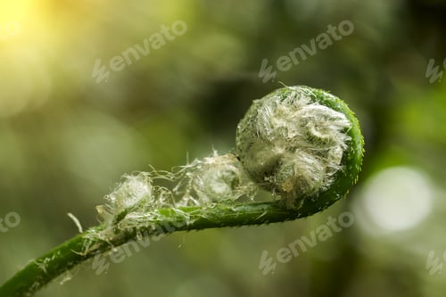 Preview: New Leaf Of Black Tree Fern With Light. (Cyathea Medullaris)