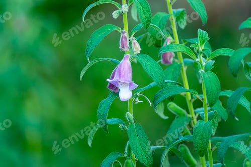 Preview: Pink Flower Of Sesame Plant. (Sesamum Indicum)