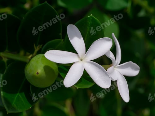 Preview: Close Up White Natal Plum Flower. (Carissa Macrocarpa)