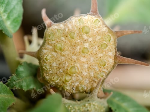 Preview: Close Up Image Seed Of The Dorstenia Plant. (Dorstenia Foetida)