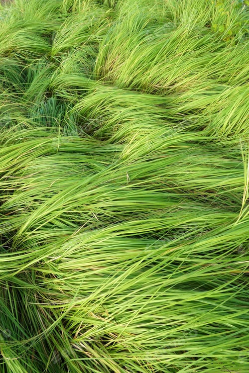 Preview: Grass For Grazing Cattle.