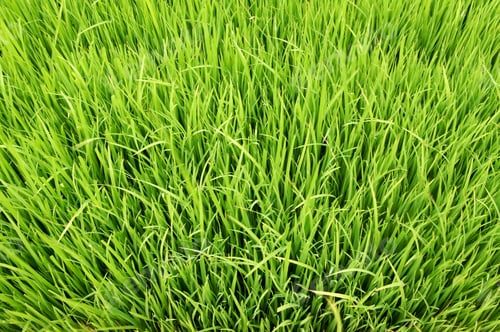 Preview: Seedlings For Planting Rice With Machines.