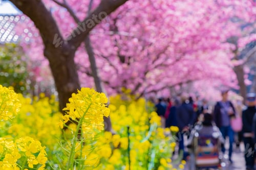 Preview: Beautiful Pink Kawazu Cherry Blossoms