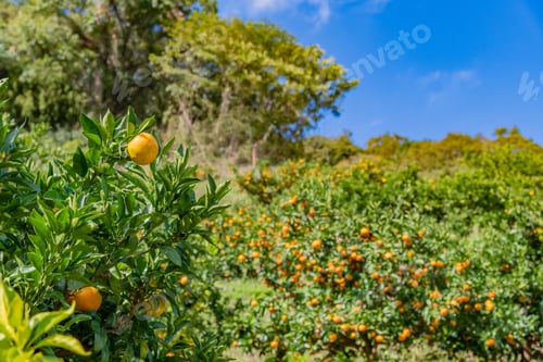Preview: Mandarin Orange Plantation