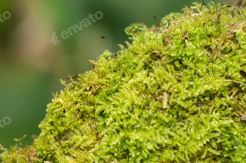 Preview: Green Moss In The Forest., Un-Focus Image Background.