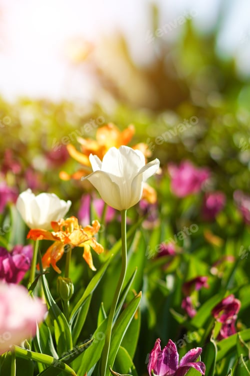 Preview: Tulips Are Blooming In The Garden.