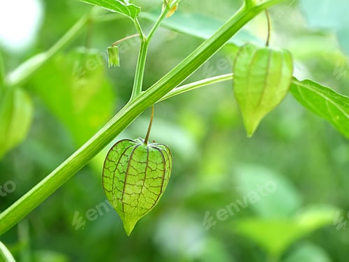 Preview: Green Fruit Of Physalis Minima On Tree.