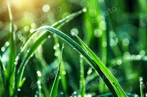 Preview: Drop Dew On Rice Leaf In The Morning With Sunlight.