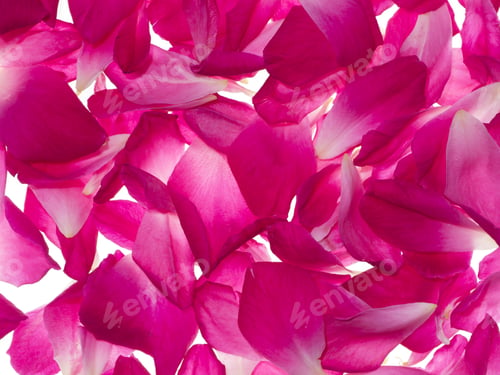 Preview: Damask Rose Petals For Rose Tea. (Rosa Damascena Mill)