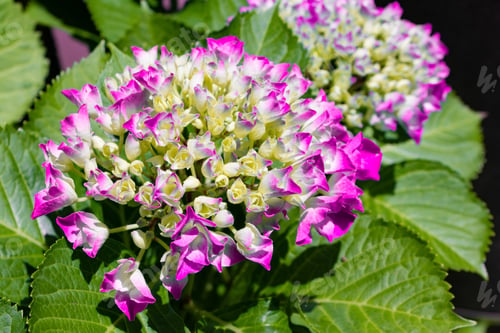 Preview: Hydrangea In Early Summer