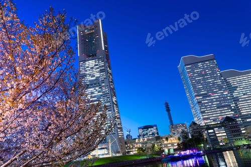 Preview: Night View Of Cherry Blossoms And Yokohama Minatomirai
