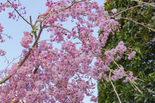 Preview: Landscape With Weeping Cherry Blossoms