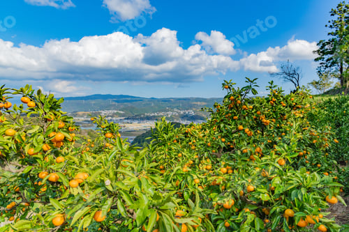 Preview: Mandarin Orange Plantation