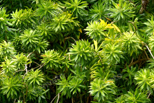 Preview: Song Of Jamaica. (Dracaena Reflexa (Decne.) Lam.)