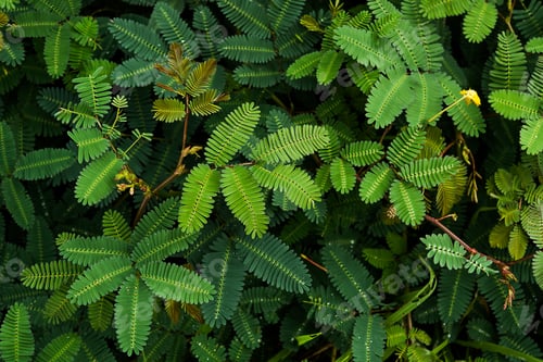 Preview: Leaves Of Water Sensitive Plant. (Neptunia Javanica Miq.)
