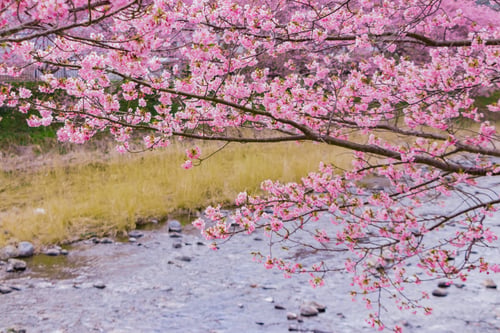 Preview: Beautiful Cherry Blossoms In Kawazu Town