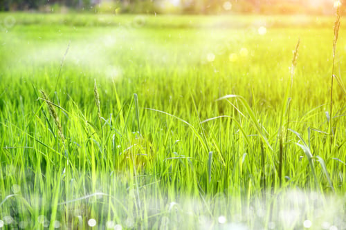 Preview: Rice Field Green Grass Landscape Background
