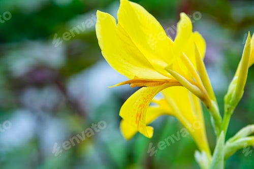 Preview: Close Up Yellow Indian Shot Flower (Canna Indica) With Blur Background.