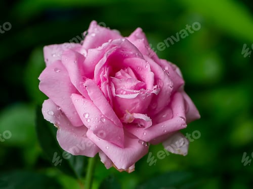 Preview: Pink Rose Flower With Blur Background.