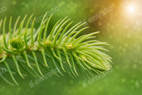 Preview: Araucaria Heterophylla - Norfolk Island Pine Macro