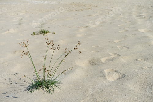 Preview: Close Up The Long Flower Grass On The Beach.