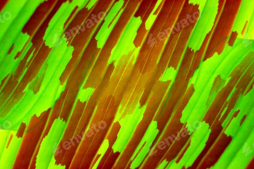 Preview: Banana Leaves (Musa Gracilis Horltt.)