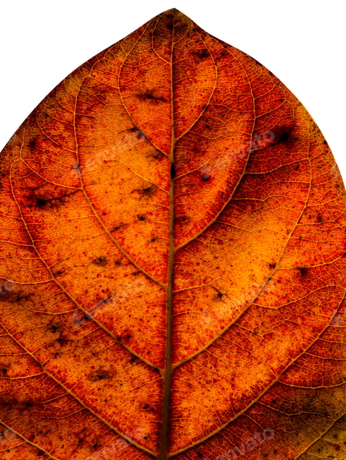 Preview: Close Up Fall Leaf Wallpaper.