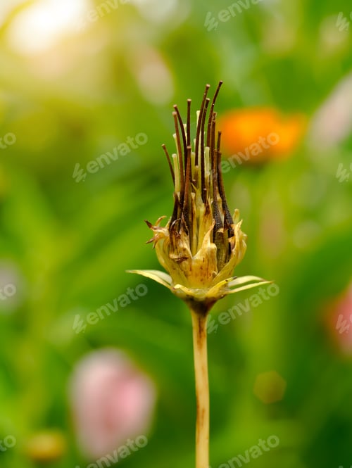 Preview: Cosmos Seeds On Tree.