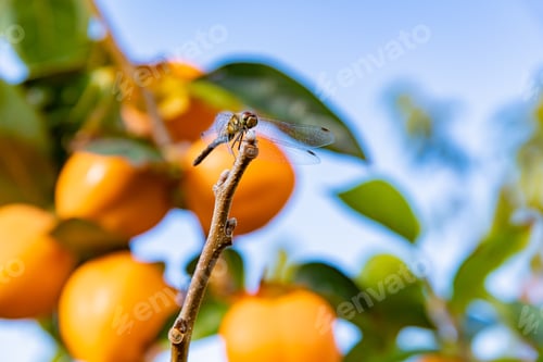 Preview: Autumn Persimmon Farm