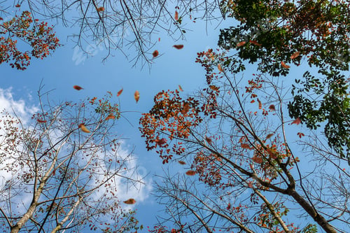Preview: Under View Of Rubber Tree With Blue Sky Background And Leaves Falling