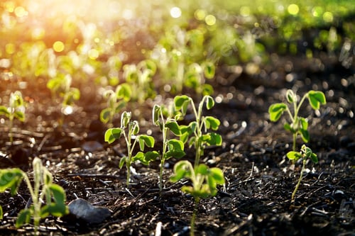 Preview: Green Sprout Growing From Seed. (Samanea Saman (Jacq.))
