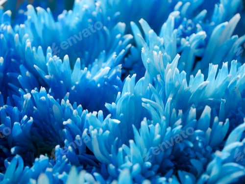Preview: Close Up Of Blue Chrysanthemum Flower