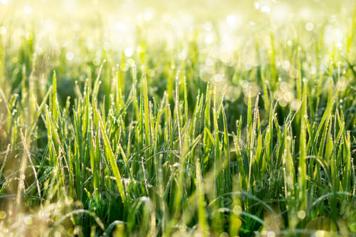 Preview: Fresh Grass With Dew Drops In The Morning.
