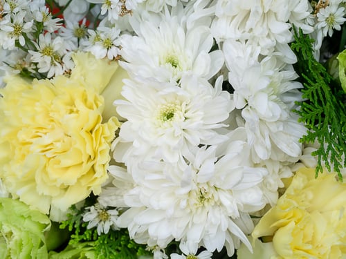 Preview: Close Up Chrysanthemum Flower.