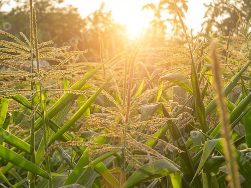 Preview: Close Up Of Corn Flower With Sunlight