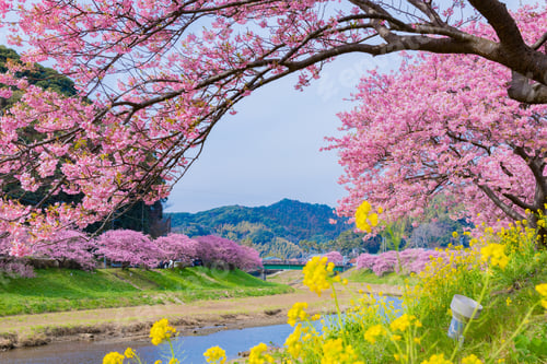 Preview: Kawazu Sakura In Minamiizu-Cho, Kamo-Gun, Shizuoka Prefecture