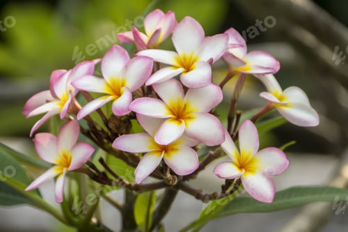 Preview: Frangipani Flower On The Tree.