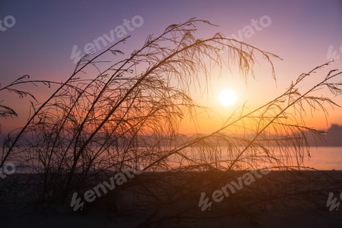 Preview: Soft Focus Of Pine Tree On The Beach With Sunrise.