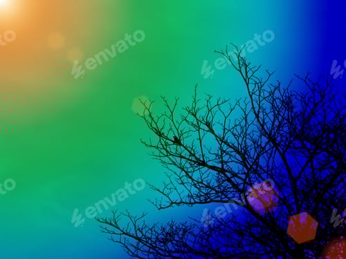 Preview: Silhouettes Of Dead Trees In The Multi-Color Sky.