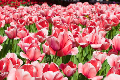 Preview: Colorful Tulips At Yokohama Park