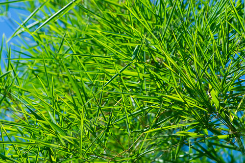 Preview: Fresh Bamboo Leaves With Blur Space Background