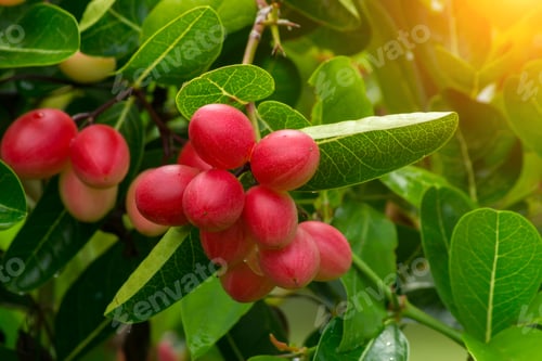 Preview: High Vitamin Fruit Of Bengal Currants (Carissa Carandas) On Tree With Sunlight.