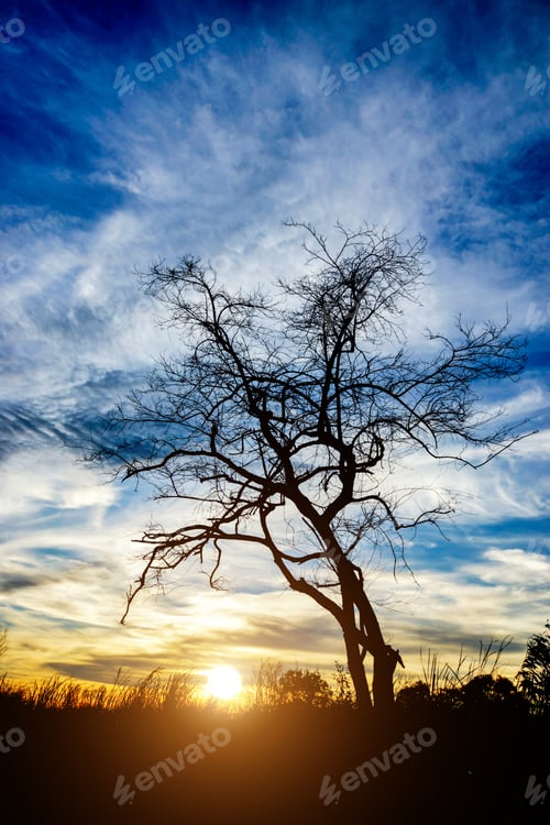 Preview: Magical Sunset With Dead Tree Silhouettes At The Lake.
