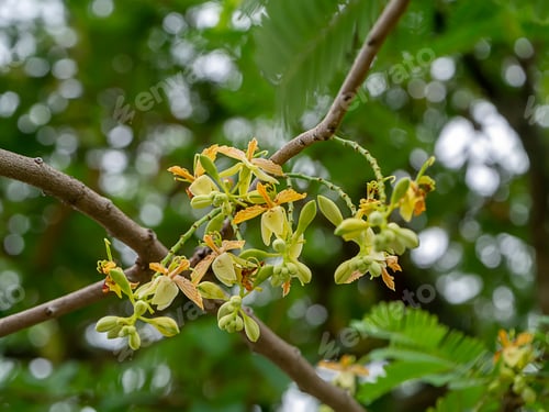 Preview: Close Up Of Tamarind Flower (Tamarindus Indica).