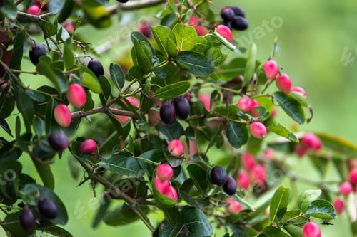 Preview: Super Fruit (Carissa Carandas Linn.)