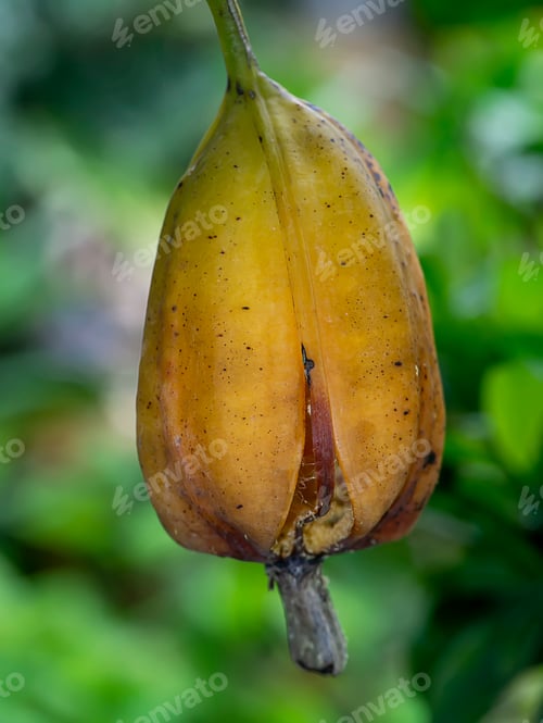 Preview: Yellow Pods Of Cymbidium Finlaysonianum Orchids Plant.